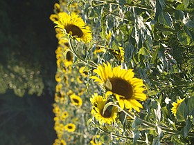 Photo detail