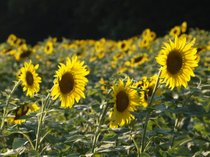 photo thumbnail