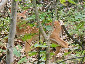 Photo detail