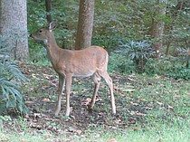 photo thumbnail