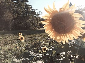 Photo detail