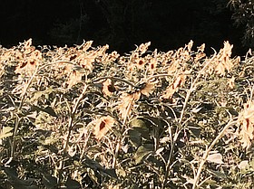 Photo detail