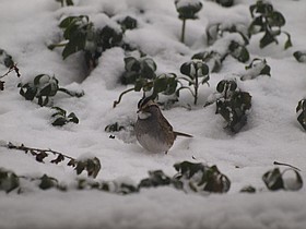 Photo detail