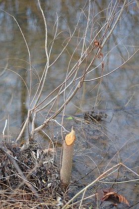 Photo detail