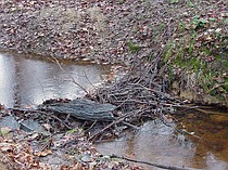 photo thumbnail