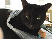 photo thumbnail