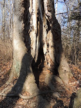 Photo detail