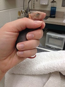 photo thumbnail