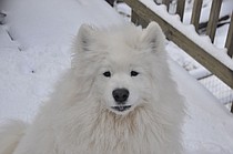 photo thumbnail