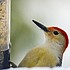 photo thumbnail