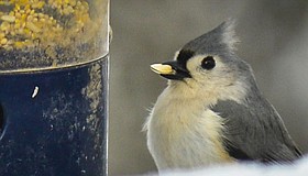 Photo detail
