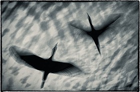 Photo detail
