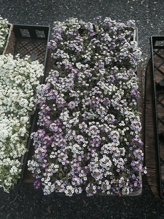 Photo detail