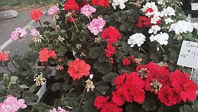 Photo detail