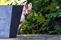 photo thumbnail