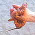 photo thumbnail