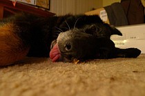 photo thumbnail