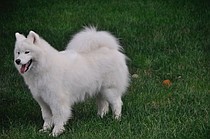 photo thumbnail