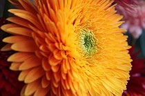 photo thumbnail