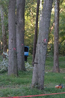 photo thumbnail