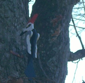 Photo detail