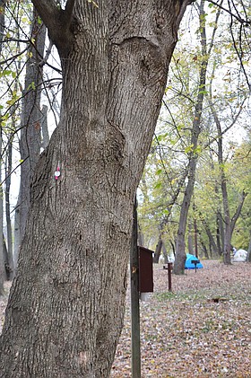 Photo detail
