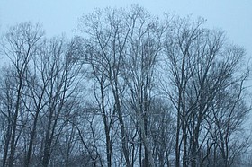 Photo detail