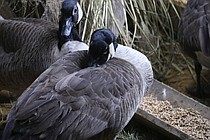 photo thumbnail