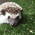 photo thumbnail