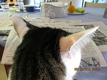 photo thumbnail