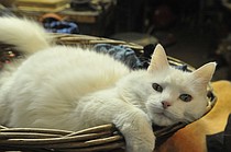 photo thumbnail