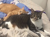 photo thumbnail