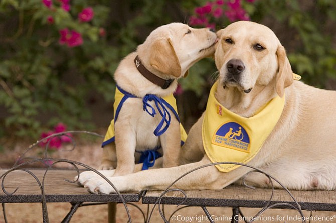 Canine Companions for Independence.
