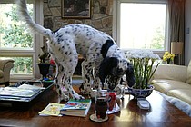 photo thumbnail