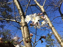 photo thumbnail