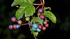 Photo detail