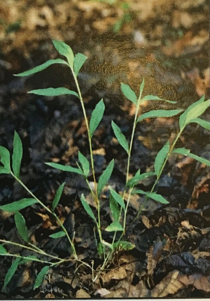 Photo detail