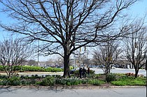 photo thumbnail