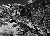 photo thumbnail