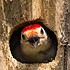 photo thumbnail