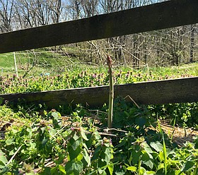 Photo detail