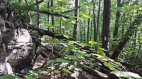 Photo detail