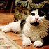 photo thumbnail