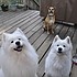 photo thumbnail