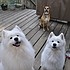 photo thumbnail