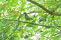 photo thumbnail
