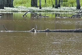 Photo detail