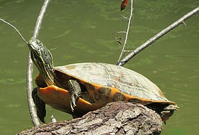 Photo detail