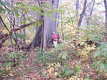 photo thumbnail