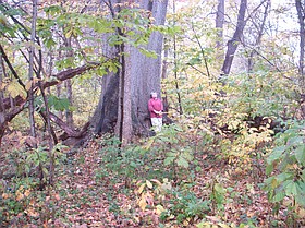 Photo detail